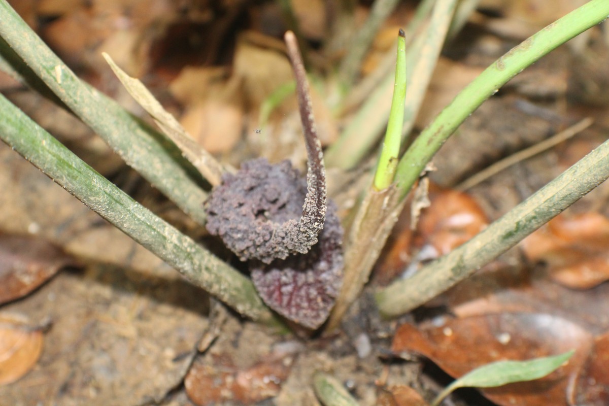 Lagenandra ovata (L.) Thwaites